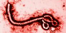 El Ébola y las medidas país para enfrentarlo