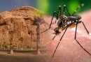 Zika: Minsal ordena revisión retrospectiva de casos clínicos sospechosos en Arica