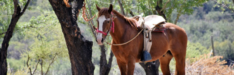 ¿Un paseo a caballo es igual que una cabalgata?