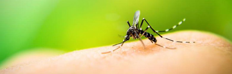 Decretan alerta en Tarapacá por presencia de mosquito que transmite la fiebre amarilla Decretan alerta en Tarapacá por presencia de mosquito que transmite la fiebre amarilla