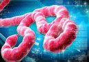 OPS/OMS enfatiza la necesidad de preparar al personal de salud en la identificación y manejo de casos de ébola