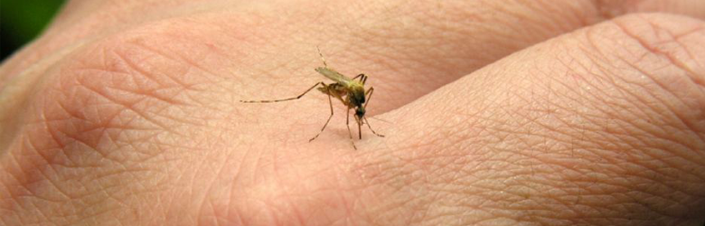 Alerta vacaciones en el Caribe: llegó la fiebre Chikungunya a América Alerta vacaciones en el Caribe: llegó la fiebre Chikungunya a América