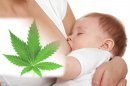 Consumo de Marihuana durante el embarazo y lactancia