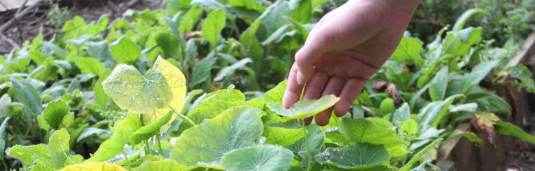 El aporte de las plantas medicinales para mejorar la calidad de vida