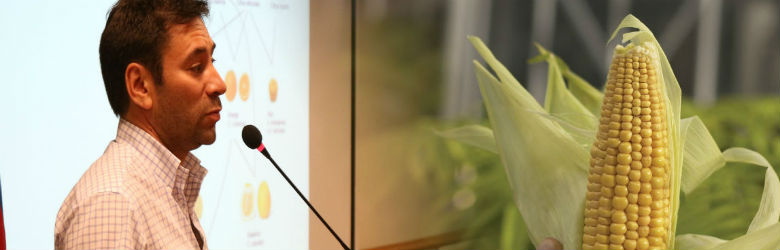 Cultivos Transgénicos en Chile: Ni sandías cuadradas, ni tomates tóxicos