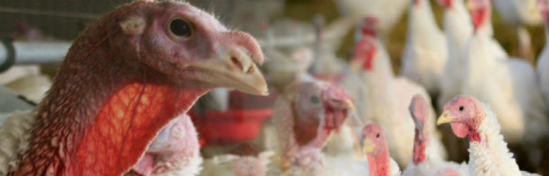 SAG diagnostica segunda granja de pavos afectada por Influenza Aviar
