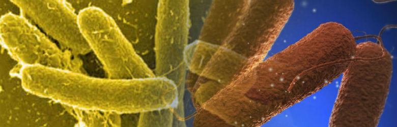 Salmonella, la bacteria que pudo haber extinguido a los Mayas