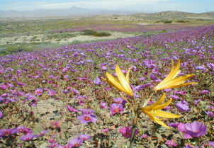 ¿Qué nos está diciendo el desierto florido?