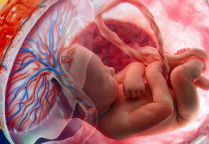 Peligros del consumo de placenta humana