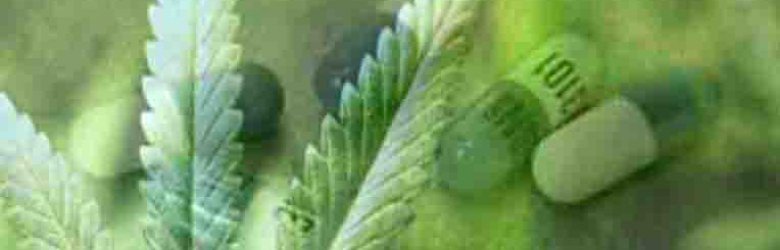Cannabis Sativa: ¿Cuál es el camino que quiere seguir Chile?