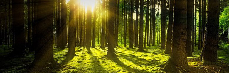 ¿Cuál es la importancia del bosque nativo?