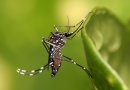 Conozca los riesgos del mosquito Aedes