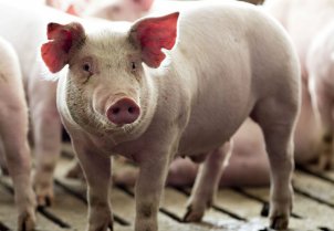 Restauran circulación cerebral y funciones celulares en cerdos muertos