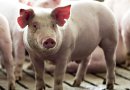 Restauran circulación cerebral y funciones celulares en cerdos muertos