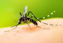 Decretan alerta en Tarapacá por presencia de mosquito que transmite la fiebre amarilla