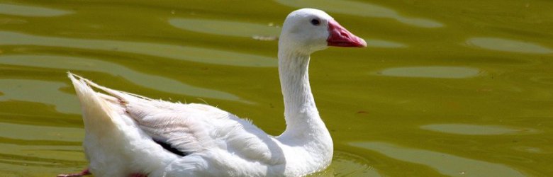 ¿Por qué los animales se están tomando la ciudad?