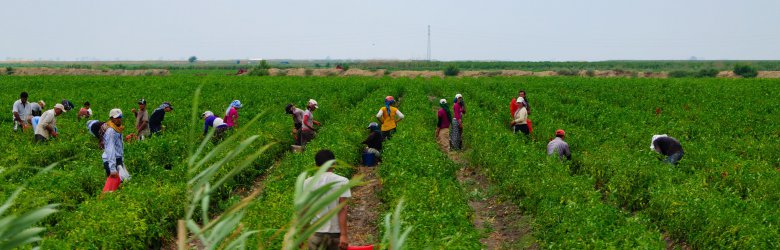 Pandemia: lo que debo saber si trabajo en el campo este verano