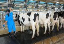 Académicos proponen medidas para mejorar trazabilidad de antibióticos en la leche