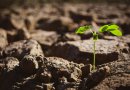 Sequía: Solución nanotecnológica logra que suelos retengan agua y nutrientes
