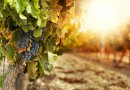 Los efectos del cambio climático en la producción del vino