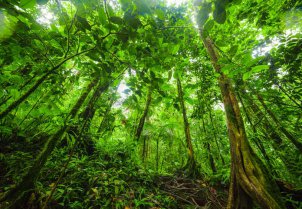 Los bosques son espacios de vinculación con la naturaleza